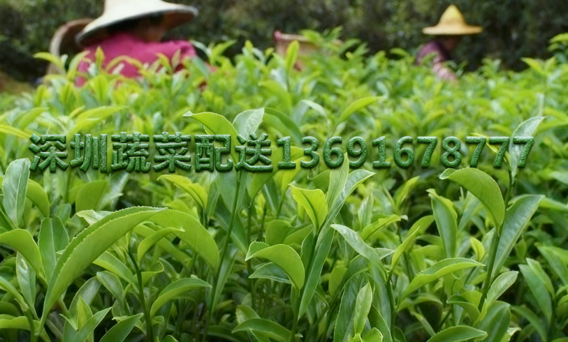 佳惠鮮農(nóng)產(chǎn)品配送中心分享：2025年烏龍茶生長(zhǎng)態(tài)勢(shì)