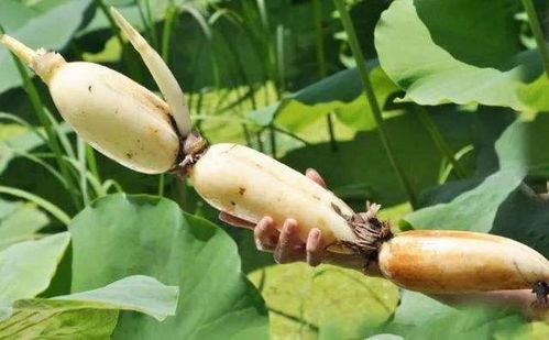 哪些人不適合吃蓮藕？深圳農(nóng)產(chǎn)品配送中心與您分享